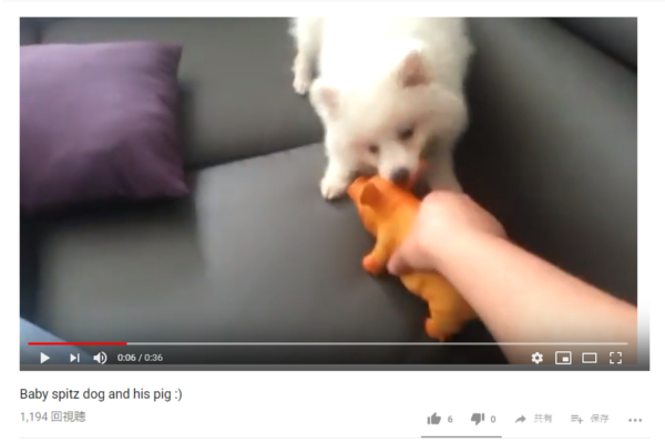 【可愛すぎる動物動画】スピッツVS豚のおもちゃによる仁義なき戦い！ 懸命に立ち向かう小さな勇者の奮闘記