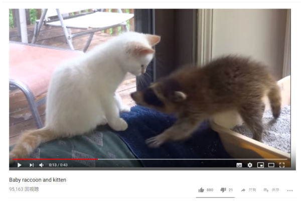 【可愛すぎる動物動画】子猫VS赤ちゃんアライグマ！ 種族を超えた仁義なき戦い