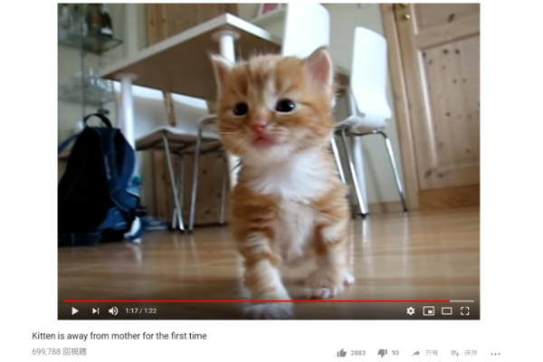 【可愛すぎる動物動画】世界中を魅了した罪な子猫!? ヨチヨチ歩きで初めてのお母さん探し