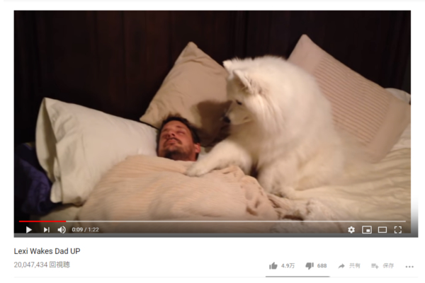 【可愛すぎる動物動画】ふわふわの前足で優しくトントン… モフモフ犬の健気すぎる起こし方