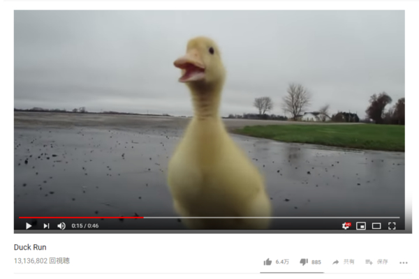 【可愛すぎる動物動画】アヒルの子の全力疾走に称賛の嵐!? 飼い主に食らいついていく姿が健気すぎると話題