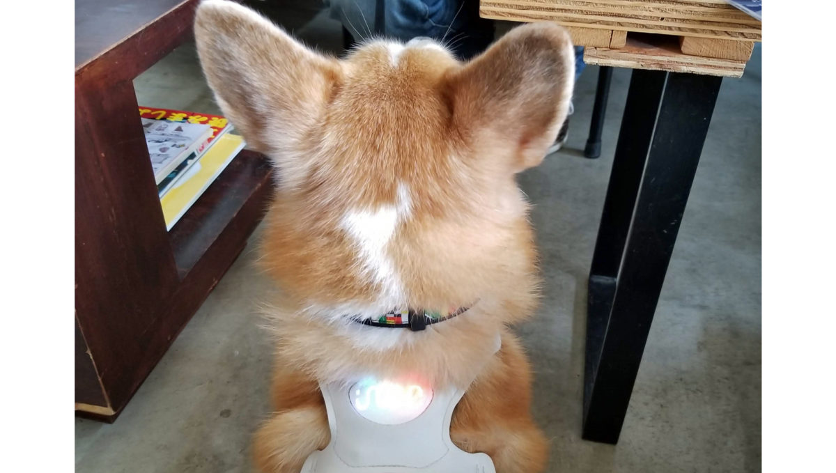 愛犬の感情がわかるデバイス「イヌパシー」が発売中、その仕組みとは？