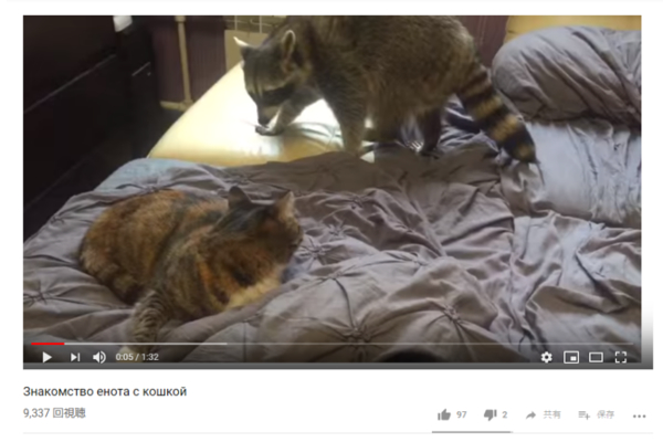 【可愛すぎる動物動画】動物界の荒くれ者も猫様には叶わない!? 連続猫パンチにビビりまくるアライグマ