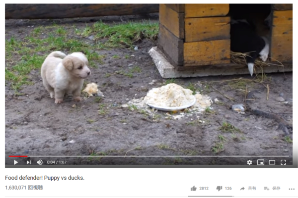 【可愛すぎる動物動画】アヒルの群れから餌を守り切る小さな勇姿…？ 子犬の可愛い見た目に騙されるな！
