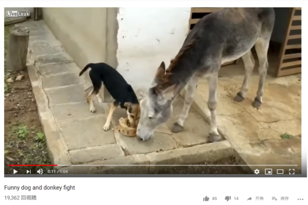 【可愛すぎる動物動画】負けん気の強い犬VS気弱なロバ！ 勝負の行方は衝撃的結末に…