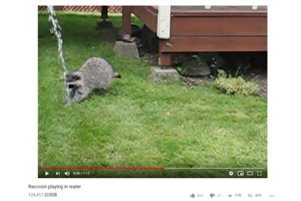 【可愛すぎる動物動画】庭掃除中に“可愛い助っ人”登場…？ 野生のアライグマが“庭洗い”をお手伝い！
