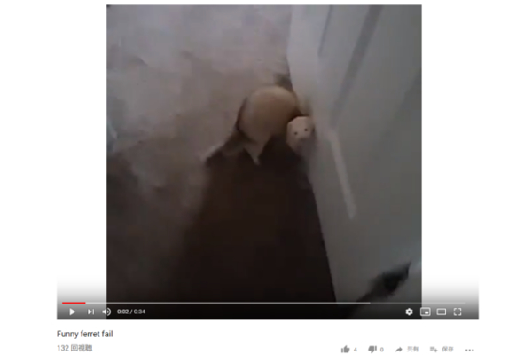 【可愛すぎる動物動画】何故そんな走り方をするの…？ 珍妙なフォームで走るフェレットに思わず大爆笑！