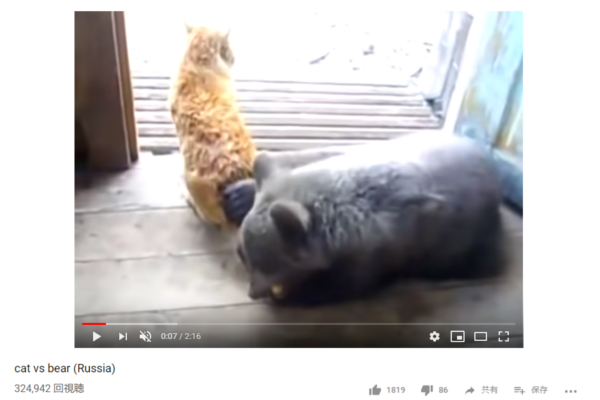 【可愛すぎる動物動画】仏の顔ならぬ“猫の顔も三度まで”… ちょっかいかけまくる子グマを襲った悲劇とは