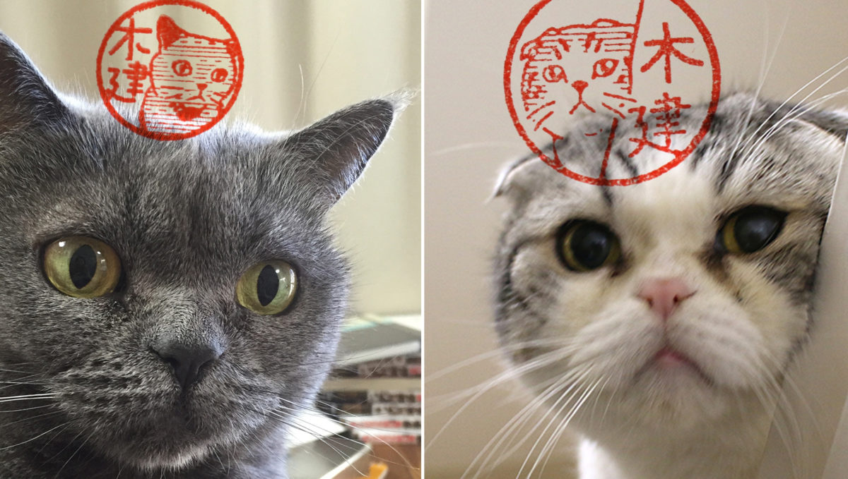 無駄に押印したくなる…愛猫のとっておきの一瞬を印影にできるはんこ作成サービス