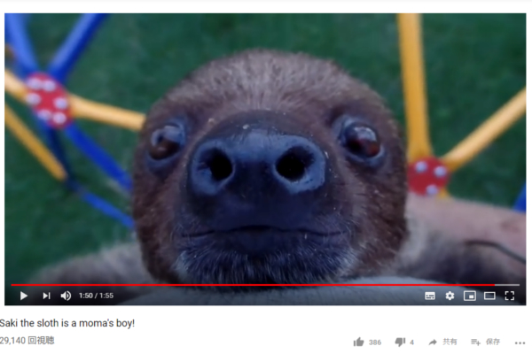 【可愛すぎる動物動画】実はやればできる子…？ 大好きな飼い主のもとをひたすら目指す“ナマケモノ”の小さな冒険