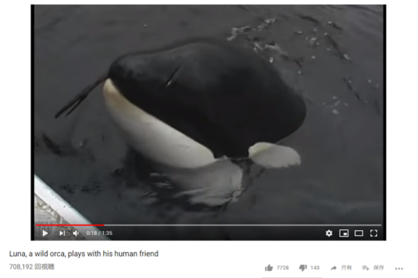 【可愛すぎる動物動画】かまってちゃんな“魔物”登場…？ 最強動物・シャチの意外な一面に世界中から大注目！