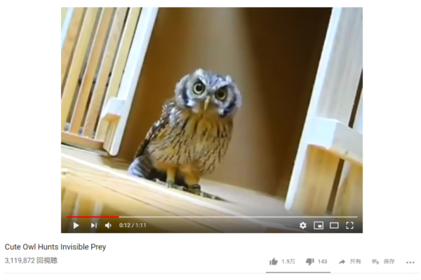 【可愛すぎる動物動画】狩りの練習に励むフクロウの姿が健気すぎる！