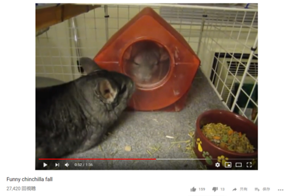 【可愛すぎる動物動画】砂浴びを真似っこするチンチラ… グルグル回り過ぎてまさかの“オチ”に大爆笑！