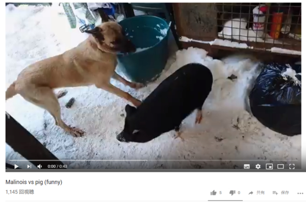 【可愛すぎる動物動画】個性的な動物が勢揃い!? 黒ブタVSマリノアの不毛な戦いに終止符を打ったのは誰？