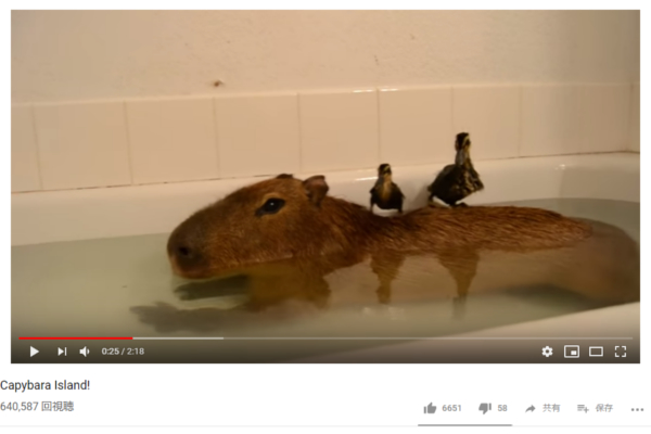 【可愛すぎる動物動画】沈没しやすいのが玉にキズ…？ アヒルの子たちがこよなく愛す“カピバラ島”