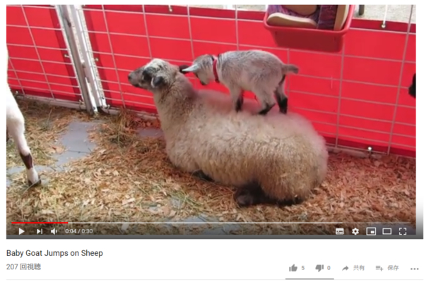 【可愛すぎる動物動画】お気に入りの山、見っけ♪ ヒツジの上ではしゃぐ子ヤギに思わずホッコリ