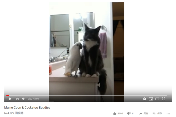 【可愛すぎる動物動画】友達なの？ 恋仲なの？ 猫とオウムのラブラブっぷりに絶賛の嵐