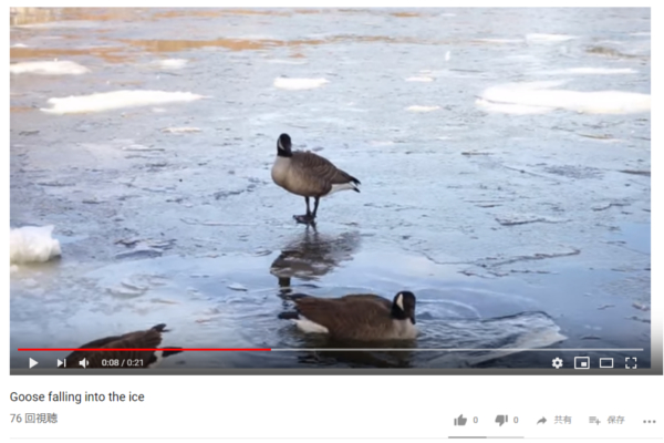 【可愛すぎる動物動画】気をつけなきゃ… 仲間の振り見て我が振り直すガチョウ