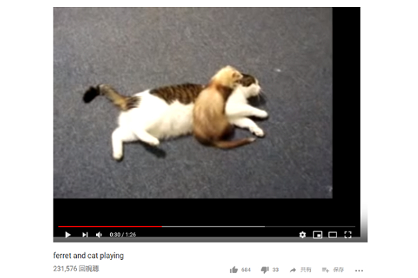 【可愛すぎる動物動画】こりゃ堪らん… 猫懐っこいフェレットの甘えっぷりが史上最強に癒される♪