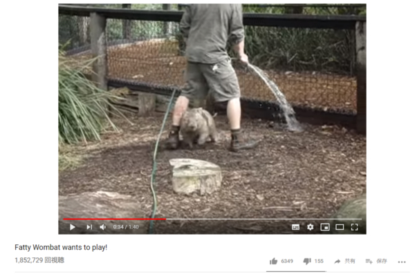 【可愛すぎる動物動画】かまってちゃんな“ウォンバット”に飼育員お悩み中…