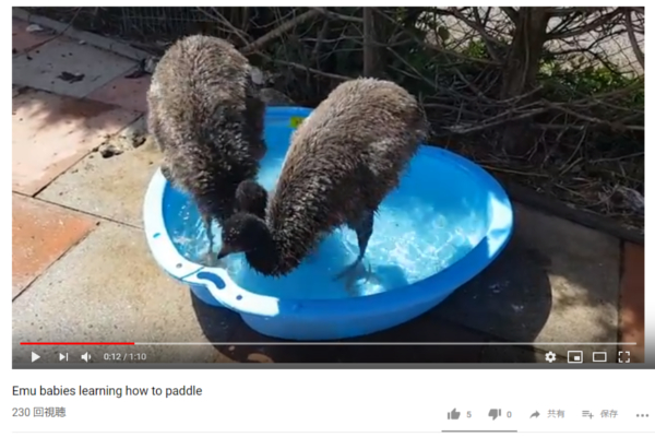 【可愛すぎる動物動画】仲間に入れてあげないよ♪ いじわる“エミュー”がプールを占領！