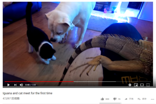 【可愛すぎる動物動画】まさにカオス！ 犬・猫・イグアナ、それぞれが興味を惹かれる相手って誰？
