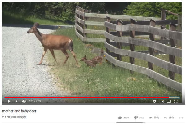 【可愛すぎる動物動画】立ち往生する小鹿… その時、母鹿がとった親ならではの行動とは？