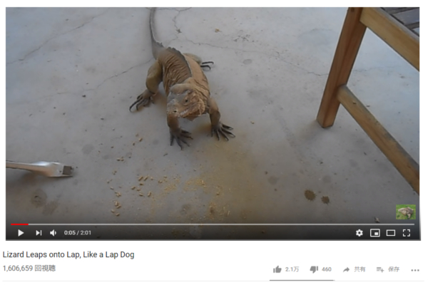 【可愛すぎる動物動画】“ブルース”はいい女？ 飼い主の呼びかけに応える人懐っこいオオトカゲ
