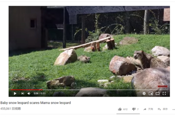 【可愛すぎる動物動画】さすがは“ゴースト・キャット”？ 赤ちゃんユキヒョウの巧みな隠れ身の術に母親ビックリ！