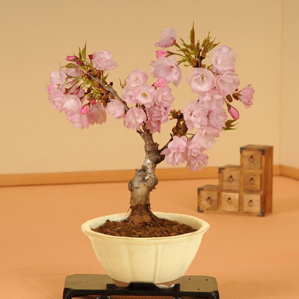桜盆栽