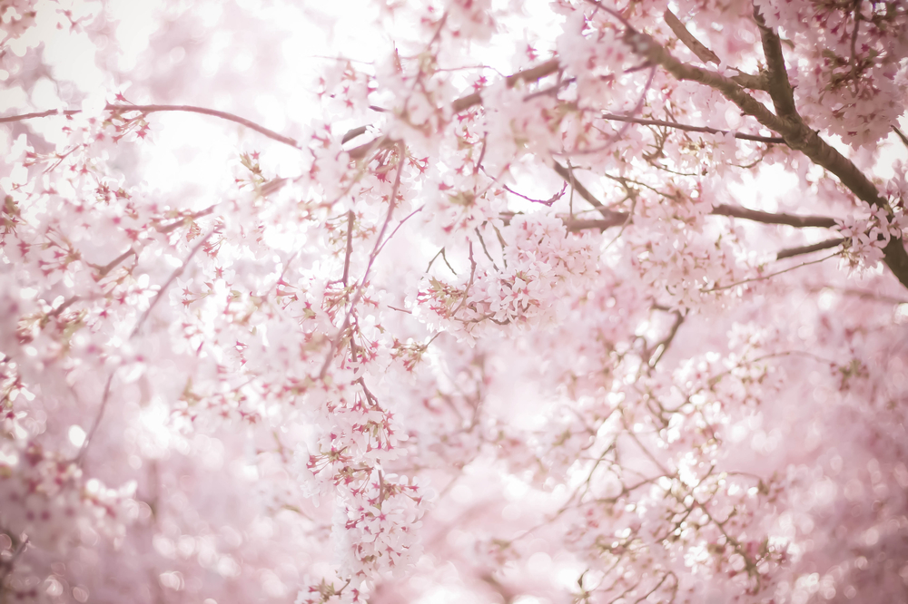 平成最後の花見に異変あり!?――3つのキーワードで読み解くトレンド【トレンド予測のプロがナビゲート】