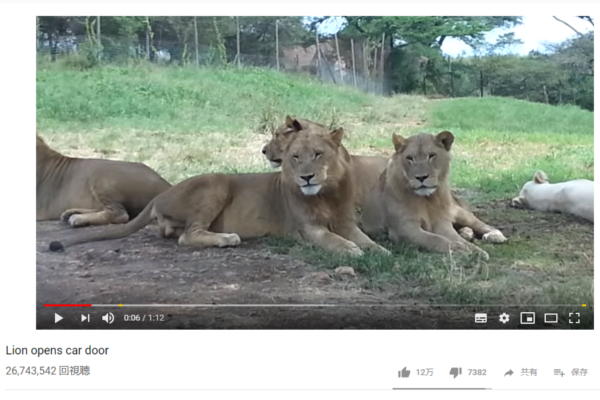 【必見オモシロ動画】百獣の王が車のドアをガチャリ… ライオンを目の当たりにした撮影者が九死に一生を得た瞬間