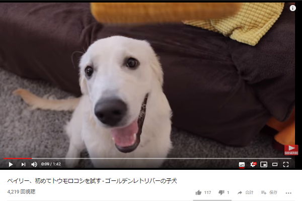 【必見オモシロ動画】夢中なベイリーにもうメロメロ！ 天使の笑顔に癒されること間違いなし！
