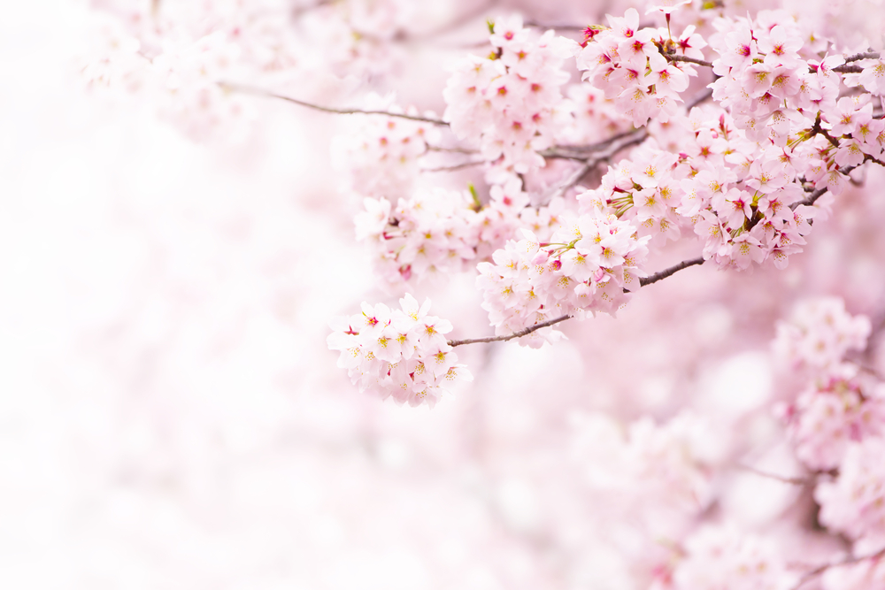 年1000冊の読書量を誇る作家が薦める、「桜」をテーマにした5冊