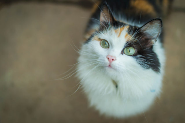 やっぱりそうでしたか……「猫」は自分の名前を聞き分けていた