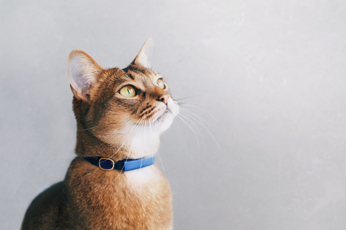 猫をIoTで見守る「Catlog」、首輪に隠されたテクノロジーとは?