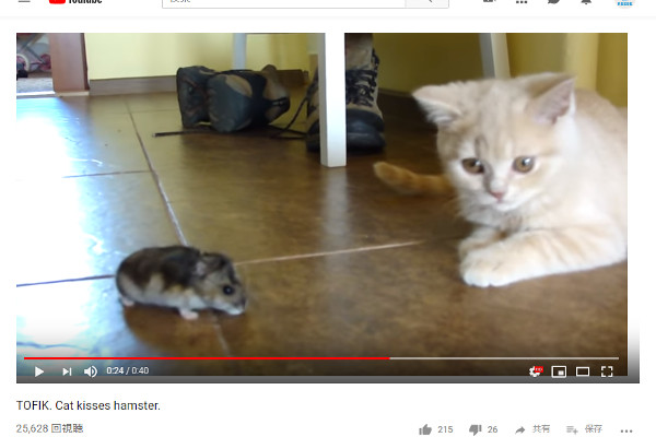 【必見オモシロ動画】ハムちゃんと子猫のキスに胸がキュンキュン！