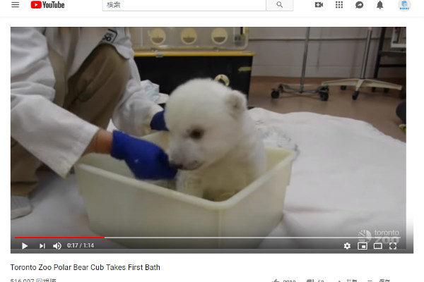 【必見オモシロ動画】子犬？ ぬいぐるみ？ お風呂を堪能するシロクマの赤ちゃんに悶絶