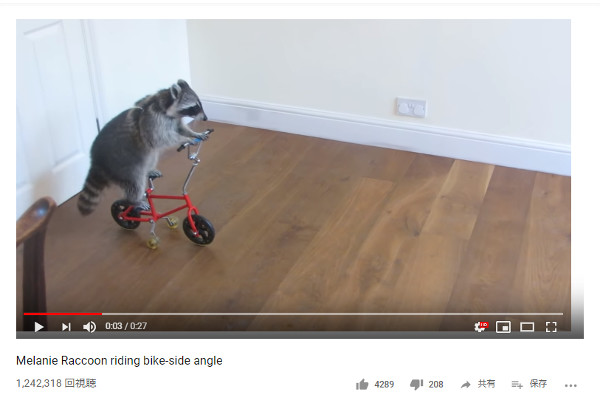 【必見オモシロ動画】自転車に乗るアライグマのメラニーちゃんが可愛すぎる