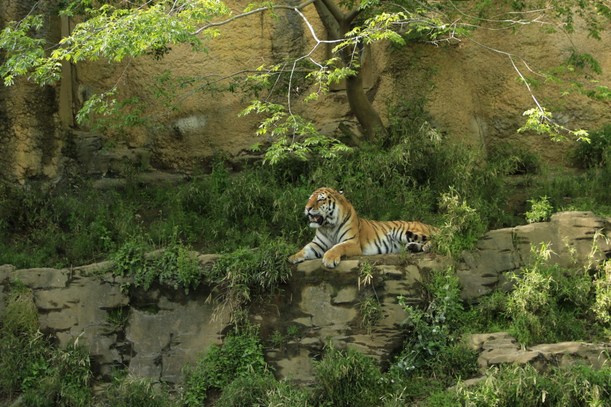 ↑動物園でよく見る風景です。トラがいることはわかるだけでディテールはさっぱり見えません