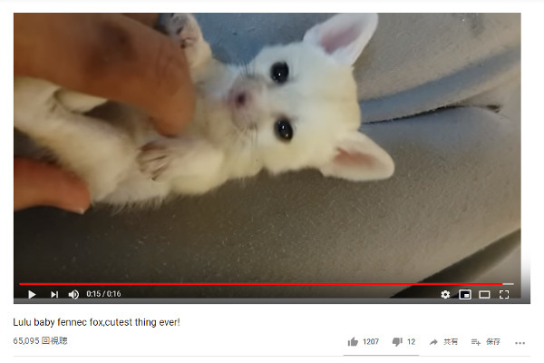 【必見オモシロ動画】小っちゃすぎてどうしよう～!? こしょこしょされるフェネックの赤ちゃん