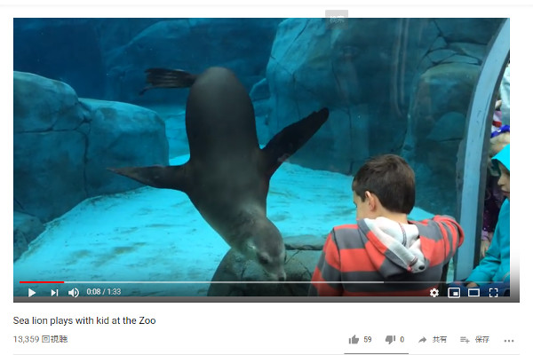 【必見オモシロ動画】「ねえねえ、まだ～？」 人間の男の子と遊びたくて仕方がないアシカ