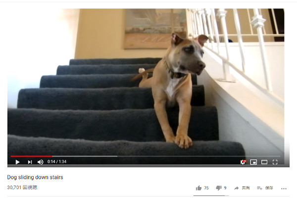 【必見オモシロ動画】そんなに嫌いなの…？ 階段を降りるのがへたくそな犬