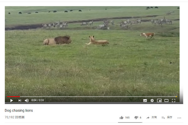 【必見オモシロ動画】百獣の王が“あの動物”に敗北!? まさかの事態に戸惑うライオンたち