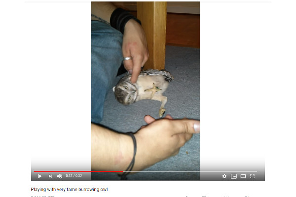 【必見オモシロ動画】フクロウだって甘えたい!? 寝転がりながらご主人様に甘えるフクロウ