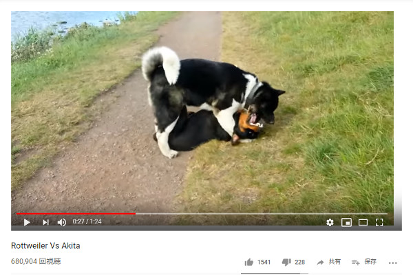 【必見オモシロ動画】凄すぎてハラハラ… 秋田犬とロットワイラーのじゃれあいが大迫力