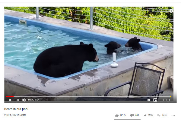 【必見オモシロ動画】レジャー施設だと思ってる？ プールを楽しむクマの家族