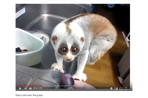 【必見オモシロ動画】「もらっていいの…？」 つぶらな瞳のスローロリスがぶどうをむしゃむしゃ