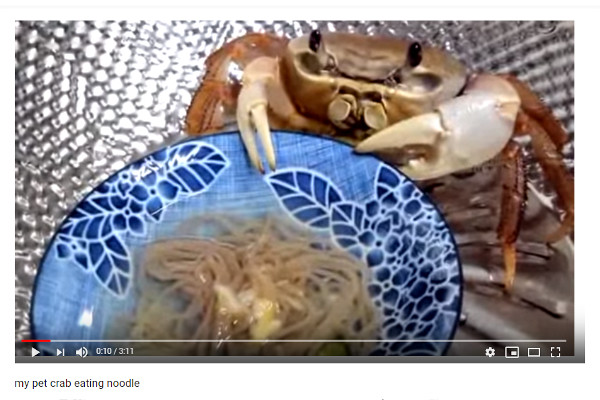 【必見オモシロ動画】なぜか見ているだけで癒される…？ 麺をモグモグ食べ続けるカニちゃん