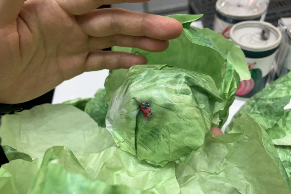 ↑レタスを剥く(=メモをめくる)と、たまにテントウムシが。メーカー曰く「無農薬のメモなもんで……」/ISOT